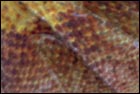 Frill Neck Lizard