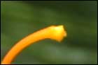 Golden Grevillea